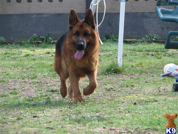 a german shepherd dog running in a yard