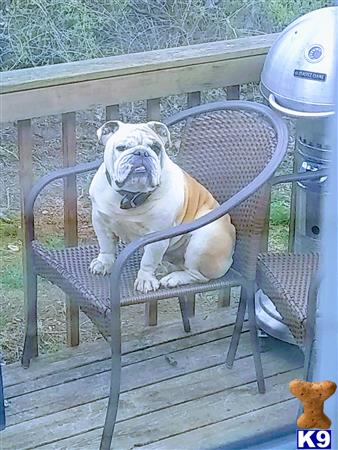 a english bulldog dog sitting on a chair