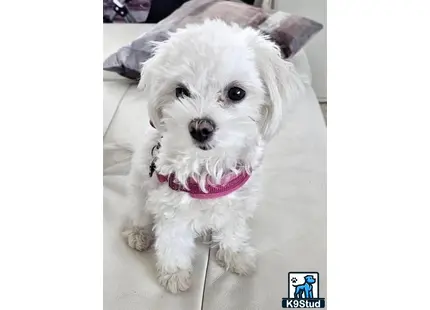 Maltese