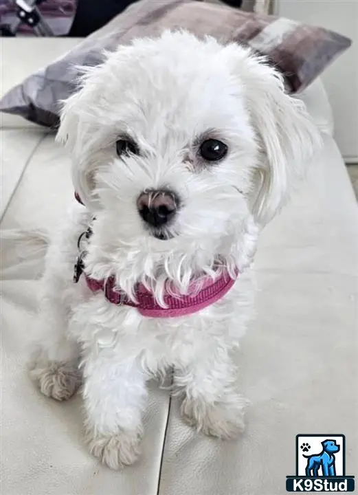 Maltese