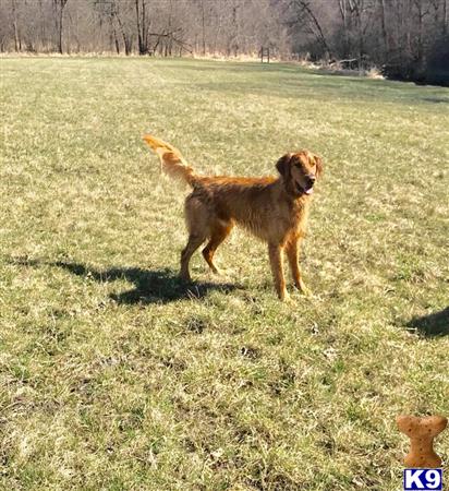 a golden retriever dog standing in a grassy field