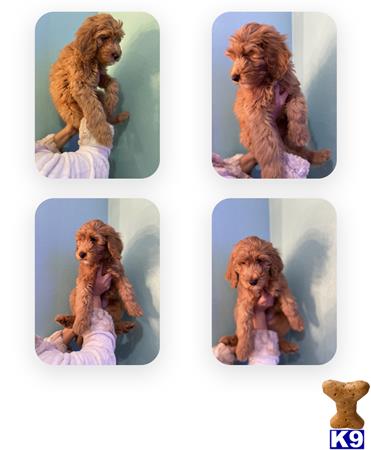 a collage of a goldendoodles dog