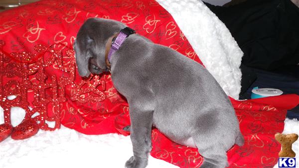 a great dane dog lying on a red blanket