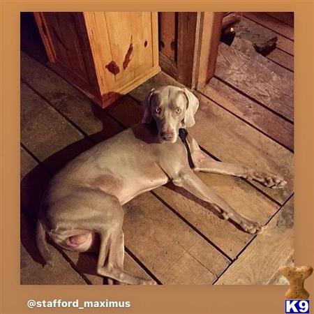 a weimaraner dog lying on the ground