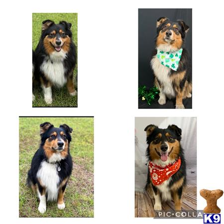 a collage of a australian shepherd dog