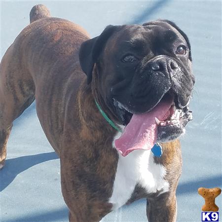 a boxer dog with its tongue out