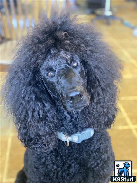 a black poodle dog with a white collar