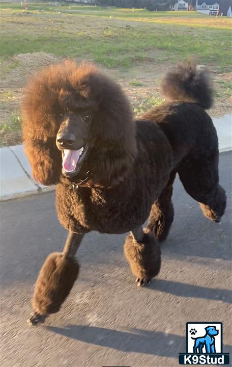 a poodle dog running with another poodle dog