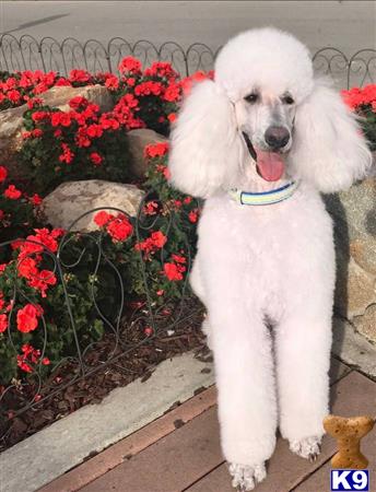 two white poodle dogs standing on a porch