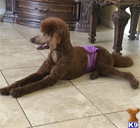 a poodle dog lying on the ground