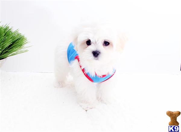 a maltese dog wearing a bandana