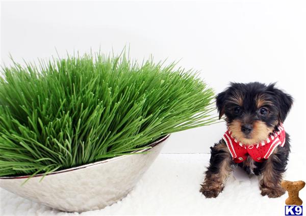 a yorkshire terrier dog next to a potted plant