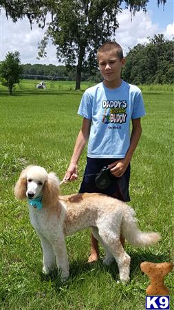 a boy standing next to a goldendoodles dog