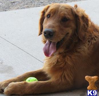 a golden retriever dog lying on a sidewalk