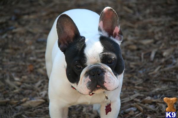 a french bulldog dog wearing a cone