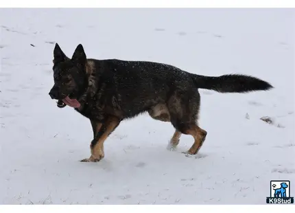 a german shepherd dog standing in the snow