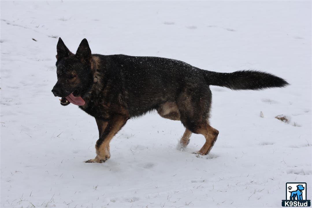 a german shepherd dog standing in the snow