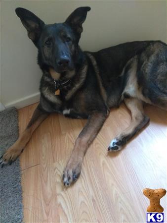 a german shepherd dog lying on a wood floor