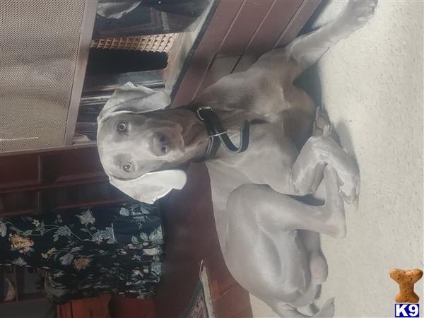 a weimaraner dog wearing a hat