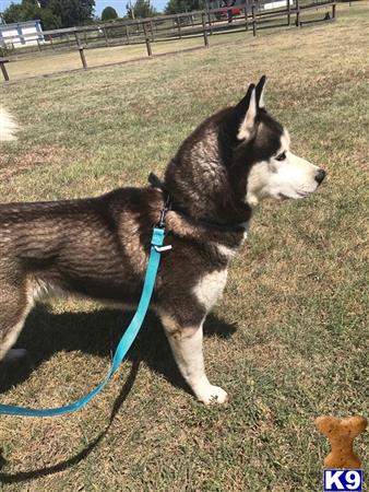 a siberian husky dog on a leash