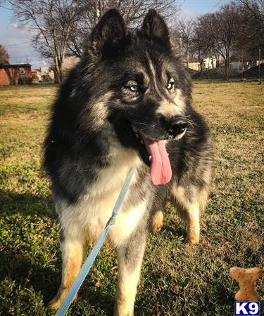 a siberian husky dog on a leash