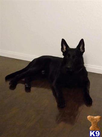 a black german shepherd dog lying on the floor