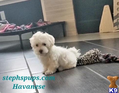 a havanese dog sitting on a tile floor
