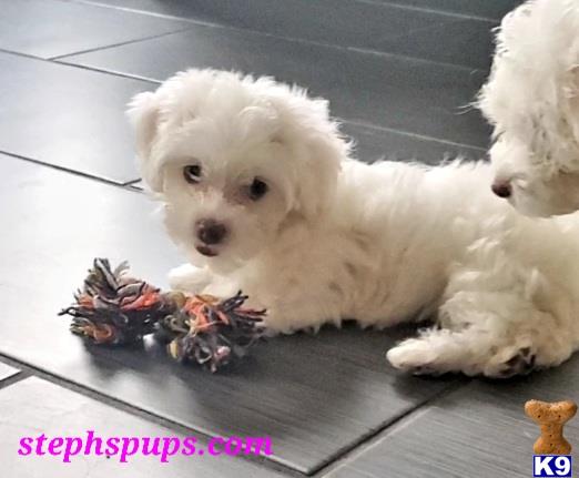 a white havanese dog with a toy