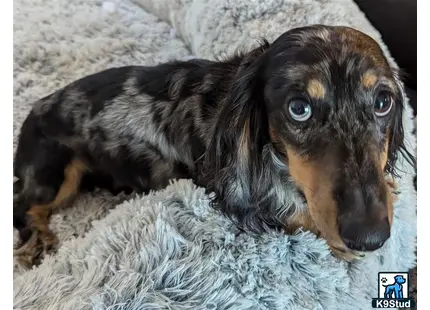 a dachshund dog lying on a rug