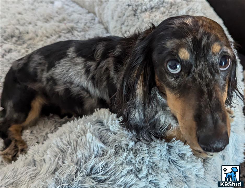 a dachshund dog lying on a rug