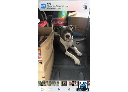 a american pit bull dog sitting on a stair