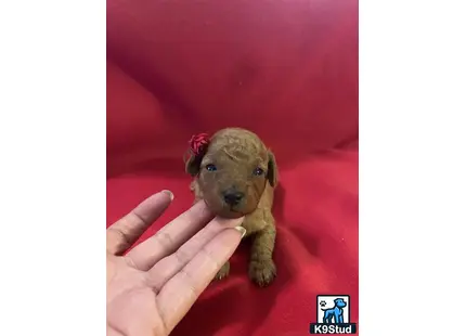 a hand holding a small poodle puppy