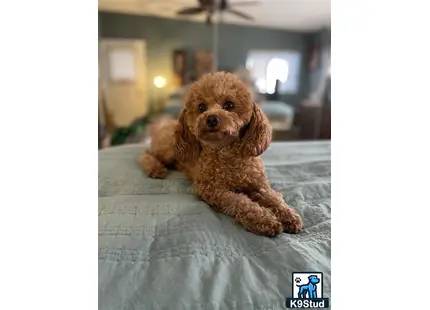 a poodle dog lying on a bed