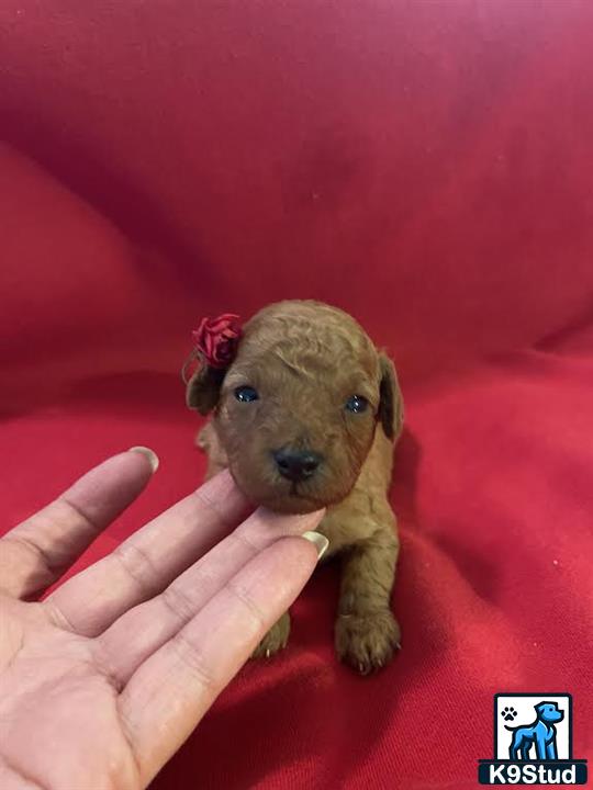 a hand holding a small poodle puppy