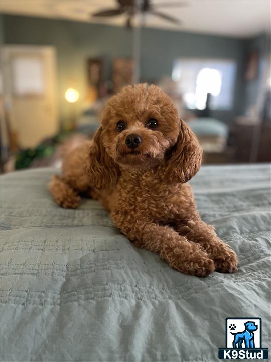 a poodle dog lying on a bed