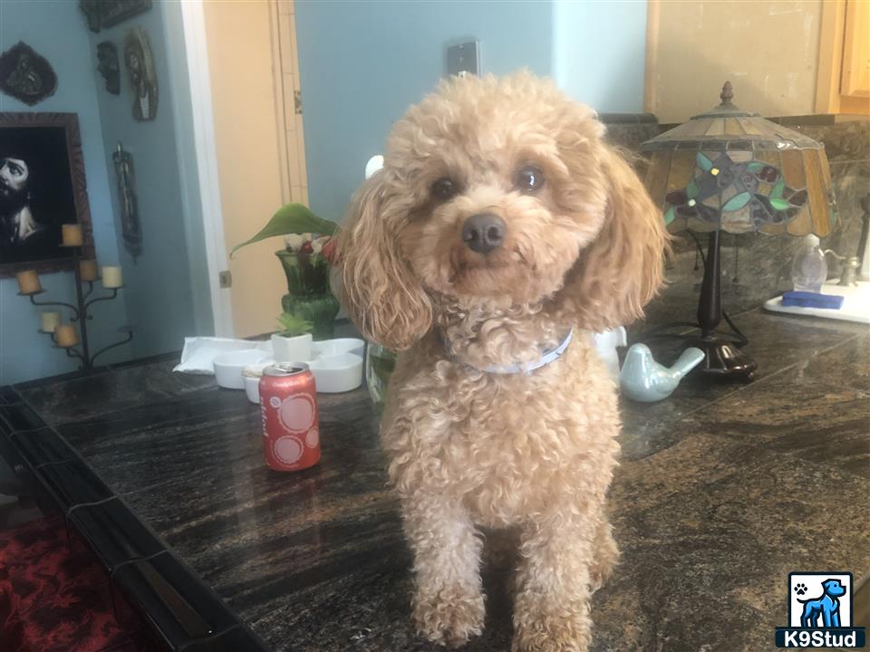 a poodle dog standing on a carpet