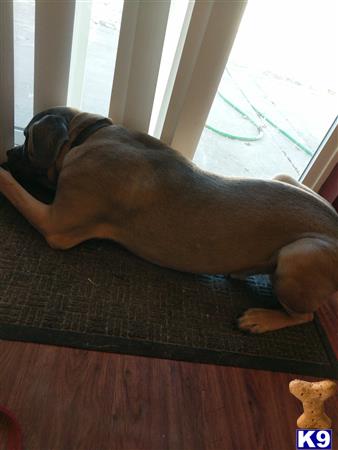 a cane corso dog lying on a rug