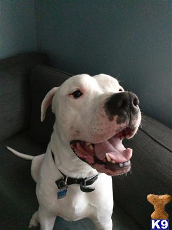 a dogo argentino dog with its mouth open