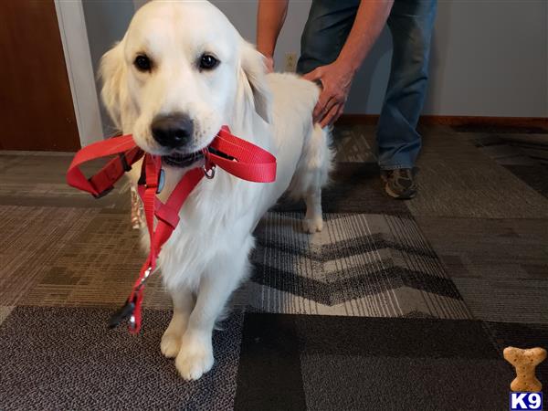 a golden retriever dog wearing a garment