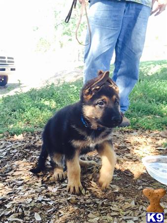 a german shepherd dog standing on a leash