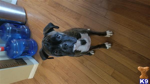 a boxer dog lying on the floor