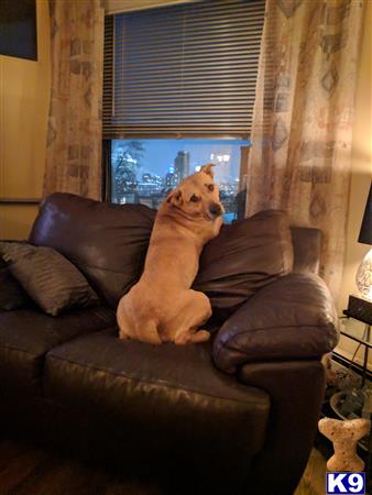 a german shepherd dog sitting on a couch