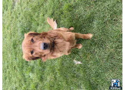 a golden retriever dog lying in the grass