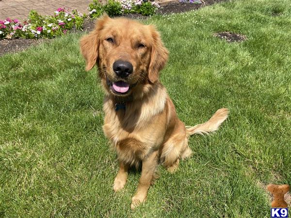 a golden retriever dog sitting in the grass