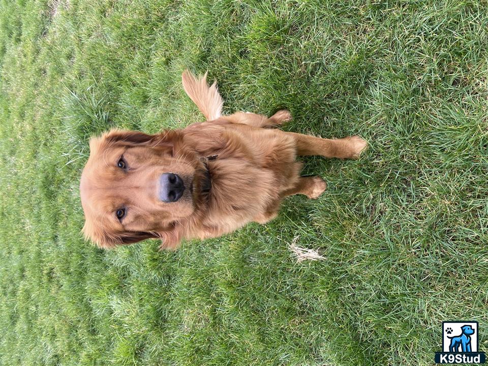 a golden retriever dog lying in the grass