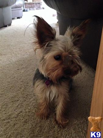 a yorkshire terrier dog sitting on the floor