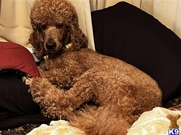 a poodle dog lying on a couch