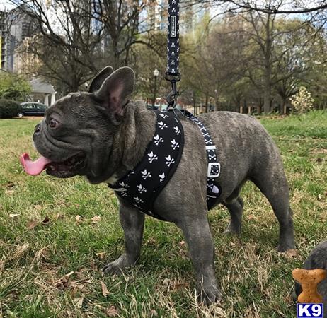 a french bulldog dog wearing a harness