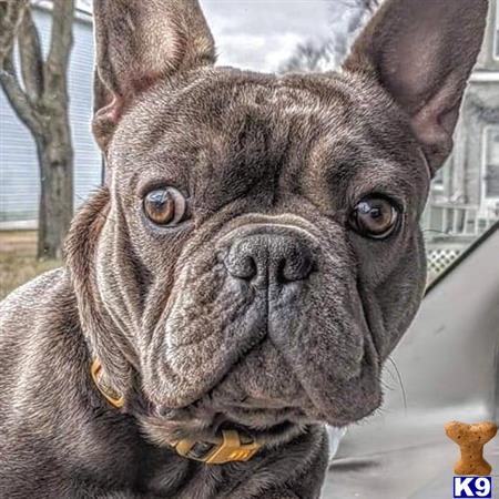 a french bulldog dog looking at the camera