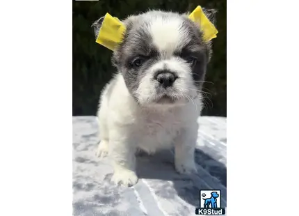 a french bulldog dog wearing a yellow crown